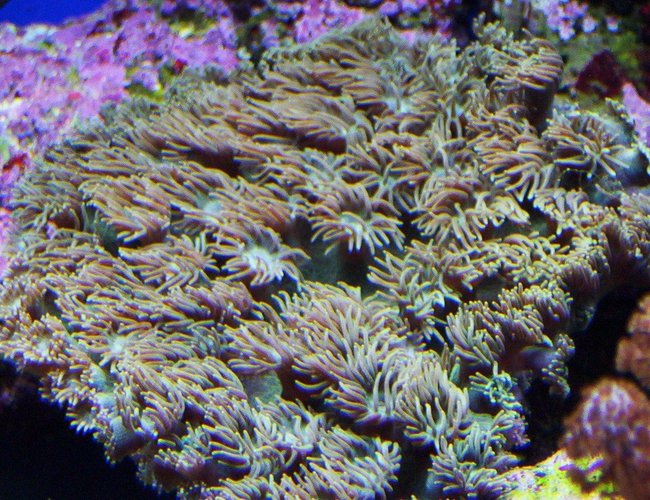 corals inverts - turbinaria peltata - cup coral, pagoda stocking in 65 gallons tank - cup
coral corals inverts - turbinaria peltata - cup coral, pagoda stocking in 65 gallons tank - cup
coral