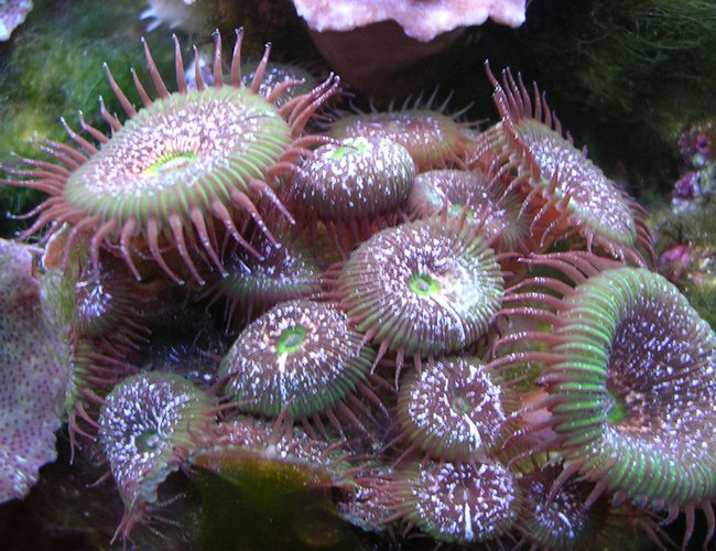 corals inverts - protopalythoa sp. - green button polyps stocking in 55 gallons tank - Some green corallimorphians in the tank with a Queen angelfish. corals inverts - protopalythoa sp. - green button polyps stocking in 55 gallons tank - Some green corallimorphians in the tank with a Queen angelfish.
