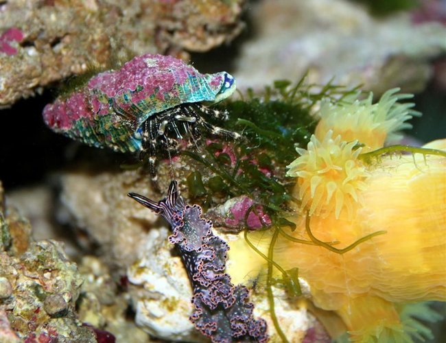 corals inverts - tridachia crispata - lettuce sea slug (nudibranch), green stocking in 24 gallons tank - Dark Nudibranch, Hermit, Dendrophyllia
the nudibranch meets the hermit below the dendro.... for a date corals inverts - tridachia crispata - lettuce sea slug (nudibranch), green stocking in 24 gallons tank - Dark Nudibranch, Hermit, Dendrophyllia
the nudibranch meets the hermit below the dendro.... for a date