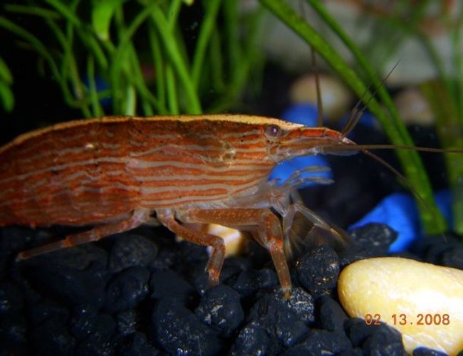 corals inverts - atyopsis moluccensis - bamboo shrimp stocking in 55 gallons tank - Our Bamboo Shrimp. He hides in our bubbler and comes out at night. Awesome little critter!
Bad News! This poor guy molted the other day and somebody picked on him in his fragile state. He is no more. corals inverts - atyopsis moluccensis - bamboo shrimp stocking in 55 gallons tank - Our Bamboo Shrimp. He hides in our bubbler and comes out at night. Awesome little critter!
Bad News! This poor guy molted the other day and somebody picked on him in his fragile state. He is no more.