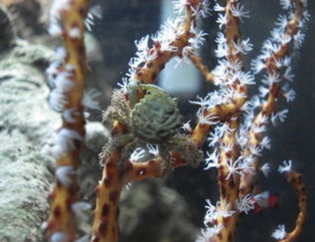 corals inverts - diodogorgia nodulifera - yellow finger gorgonian stocking in 120 gallons tank - My Emerald Crab, Elphaba, climbing on the Yellow Gorgonian. corals inverts - diodogorgia nodulifera - yellow finger gorgonian stocking in 120 gallons tank - My Emerald Crab, Elphaba, climbing on the Yellow Gorgonian.