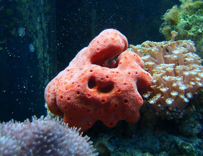 corals inverts - psuedaxinella lunaecharta - red ball sponge stocking in 72 gallons tank - Ball Sponge and Daisy Coral corals inverts - psuedaxinella lunaecharta - red ball sponge stocking in 72 gallons tank - Ball Sponge and Daisy Coral