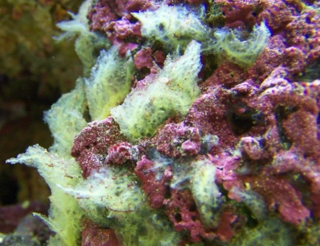 corals inverts - psuedaxinella lunaecharta - red ball sponge stocking in 46 gallons tank - merrily growing sponge corals inverts - psuedaxinella lunaecharta - red ball sponge stocking in 46 gallons tank - merrily growing sponge