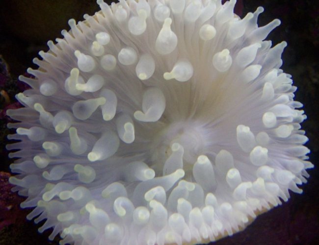 corals inverts - entacmaea quadricolor - bulb anemone stocking in 46 gallons tank corals inverts - entacmaea quadricolor - bulb anemone stocking in 46 gallons tank
