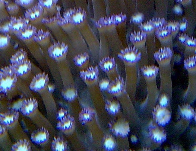 corals inverts - alveopora sp. - alveopora coral stocking in 100 gallons tank - . corals inverts - alveopora sp. - alveopora coral stocking in 100 gallons tank - .