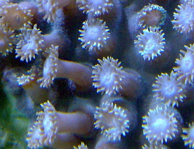 corals inverts - alveopora sp. - alveopora coral stocking in 100 gallons tank - . corals inverts - alveopora sp. - alveopora coral stocking in 100 gallons tank - .