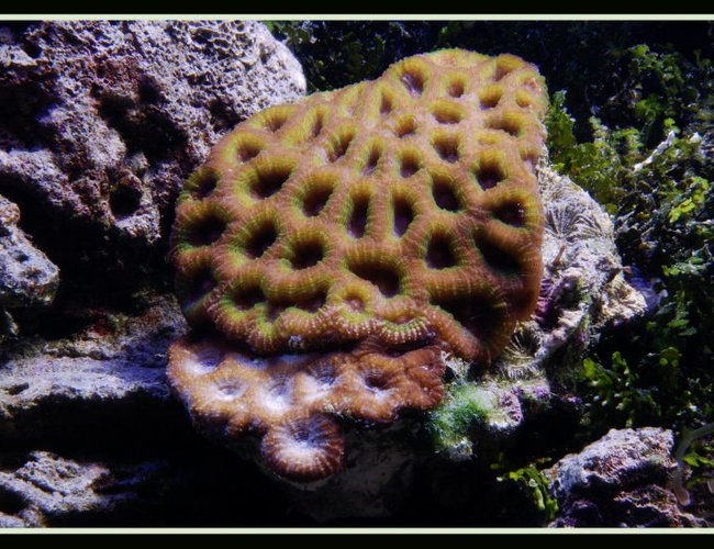 corals inverts - acanthastrea echinata - rainbow acan stocking in 125 gallons tank - Acanthastrea Echinata corals inverts - acanthastrea echinata - rainbow acan stocking in 125 gallons tank - Acanthastrea Echinata