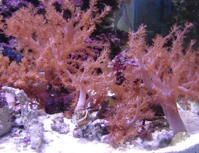 corals inverts - capnella sp. - taro tree coral stocking in 75 gallons tank - Tree coral corals inverts - capnella sp. - taro tree coral stocking in 75 gallons tank - Tree coral