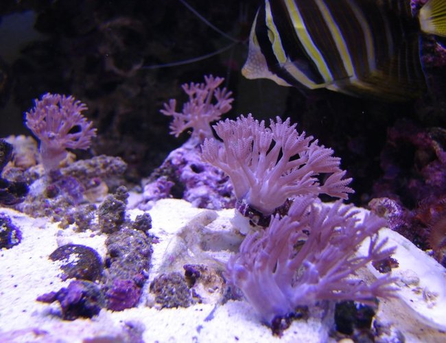 corals inverts - xenia sp. - waving hand, thick stem stocking in 75 gallons tank - Pulsing Xenia's corals inverts - xenia sp. - waving hand, thick stem stocking in 75 gallons tank - Pulsing Xenia's