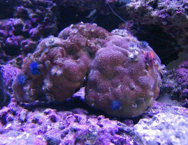 corals inverts - spirobranchus porites - christmas tree worm on rock stocking in 75 gallons tank - Christmas tree worms on Porites coral corals inverts - spirobranchus porites - christmas tree worm on rock stocking in 75 gallons tank - Christmas tree worms on Porites coral