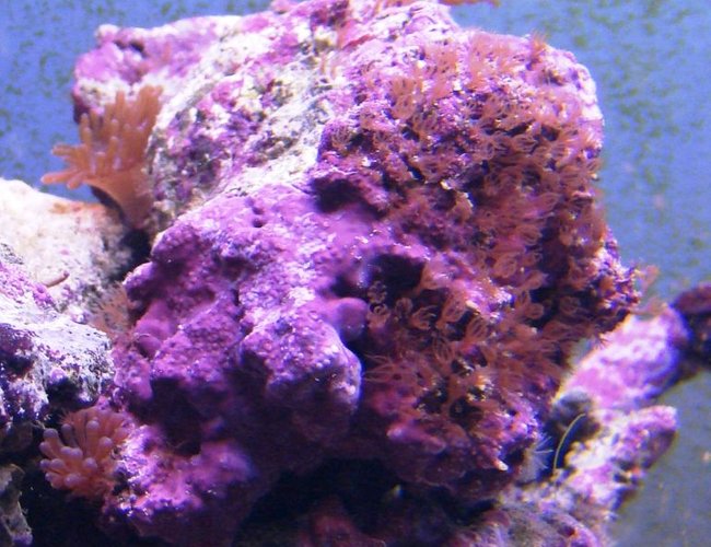 corals inverts - tubipora musica - pipe organ coral stocking in 75 gallons tank - Red Star Polyps corals inverts - tubipora musica - pipe organ coral stocking in 75 gallons tank - Red Star Polyps