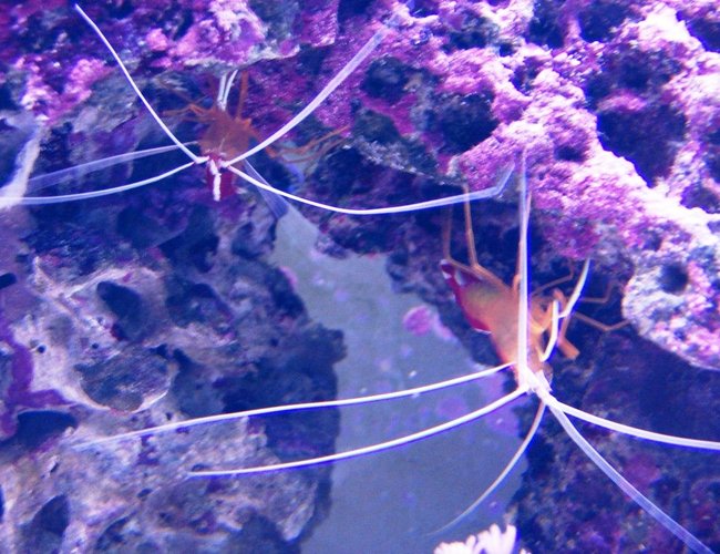corals inverts - lysmata amboinensis - scarlet skunk cleaner shrimp stocking in 75 gallons tank - Cleaner Shrimp corals inverts - lysmata amboinensis - scarlet skunk cleaner shrimp stocking in 75 gallons tank - Cleaner Shrimp