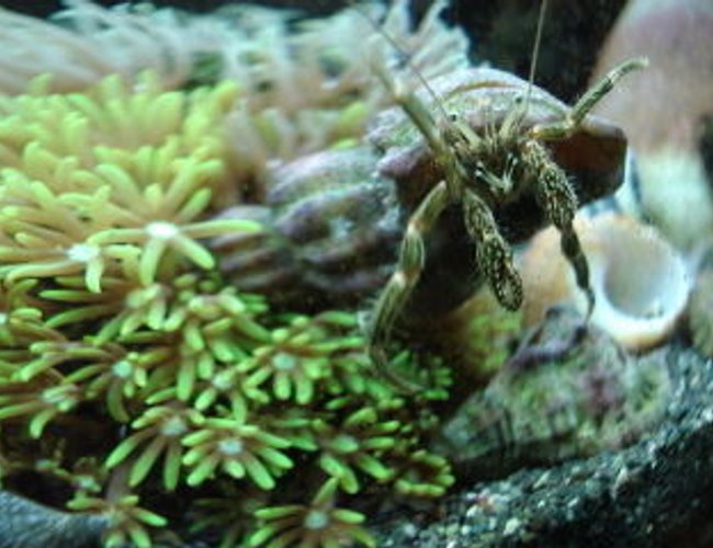 corals inverts - clibanarius sp. - dwarf yellow tip hermit crab stocking in 120 gallons tank - Hermit grazing corals inverts - clibanarius sp. - dwarf yellow tip hermit crab stocking in 120 gallons tank - Hermit grazing