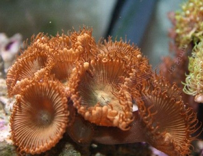 corals inverts - protopalythoa sp. - button polyp stocking in 225 gallons tank - green button corals inverts - protopalythoa sp. - button polyp stocking in 225 gallons tank - green button