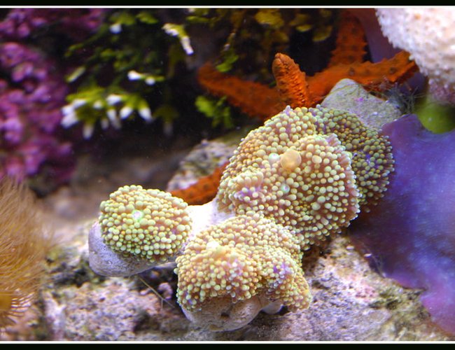 corals inverts - ricordea florida - ricordea mushroom stocking in 125 gallons tank - Ricordea in 125 reef corals inverts - ricordea florida - ricordea mushroom stocking in 125 gallons tank - Ricordea in 125 reef