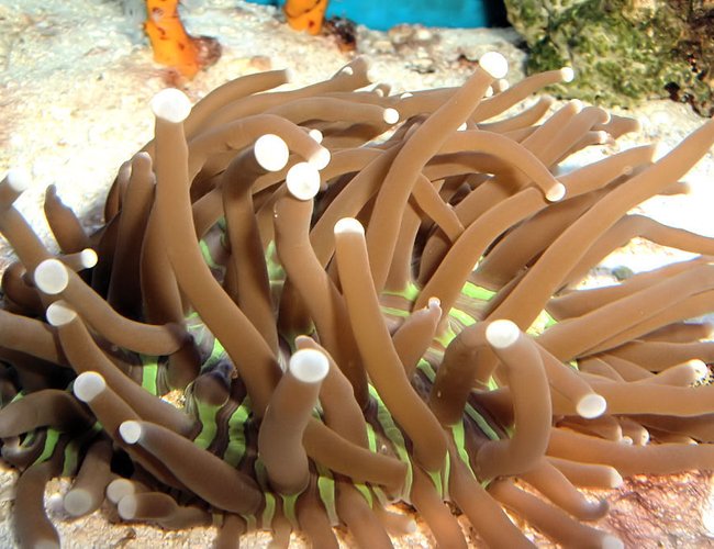 corals inverts - heliofungia actiniformis - plate coral, long tentacle stocking in 55 gallons tank - Plate Coral corals inverts - heliofungia actiniformis - plate coral, long tentacle stocking in 55 gallons tank - Plate Coral