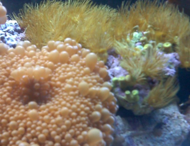 corals inverts - ricordea florida - ricordea mushroom stocking in 80 gallons tank - Mushroom-Star Polyps (just fed) corals inverts - ricordea florida - ricordea mushroom stocking in 80 gallons tank - Mushroom-Star Polyps (just fed)
