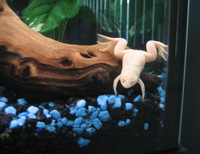 corals inverts - xenopus laevis - albino clawed frog stocking in 60 gallons tank - Albino loves the camera! corals inverts - xenopus laevis - albino clawed frog stocking in 60 gallons tank - Albino loves the camera!