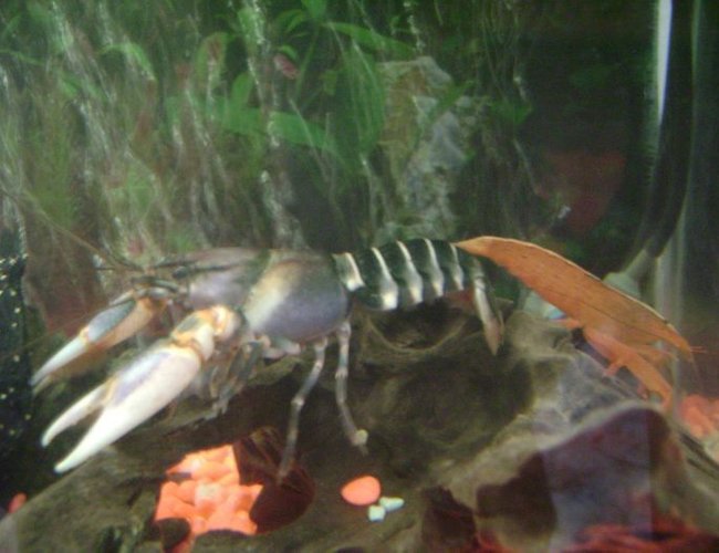 corals inverts - atyopsis moluccensis - bamboo shrimp stocking in 30 gallons tank - my blue tiger lobster and bamboo shrimp corals inverts - atyopsis moluccensis - bamboo shrimp stocking in 30 gallons tank - my blue tiger lobster and bamboo shrimp