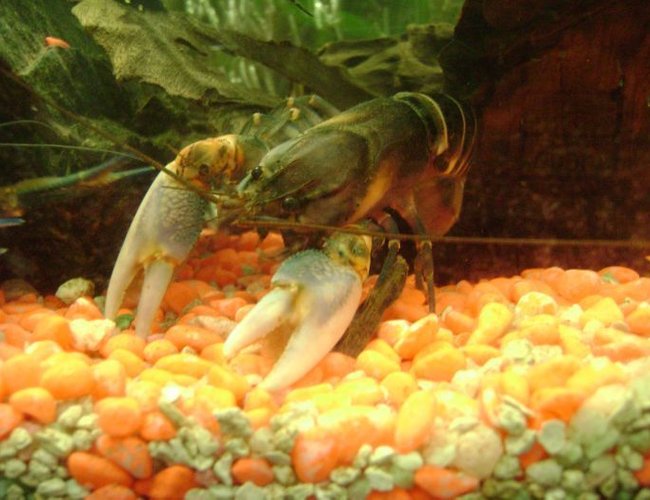 corals inverts - cherax sp. - tiger lobster stocking in 30 gallons tank - blue tiger lobster corals inverts - cherax sp. - tiger lobster stocking in 30 gallons tank - blue tiger lobster