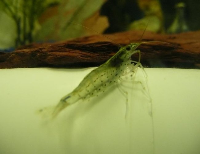 corals inverts - caridina japonica - amano shrimp stocking in 75 gallons tank - FOOD!!! corals inverts - caridina japonica - amano shrimp stocking in 75 gallons tank - FOOD!!!