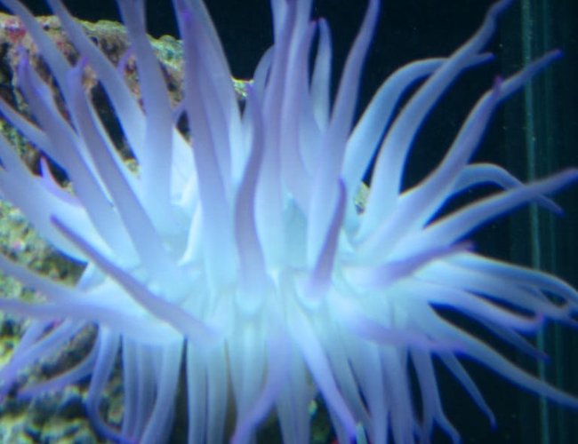 corals inverts - condylactis gigantea - condy anemone stocking in 125 gallons tank - my condalactis anenome corals inverts - condylactis gigantea - condy anemone stocking in 125 gallons tank - my condalactis anenome