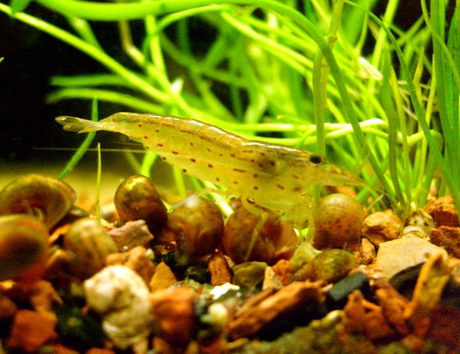 corals inverts - caridina japonica - japonica amano shrimp stocking in 16 gallons tank - Cardinia japonica corals inverts - caridina japonica - japonica amano shrimp stocking in 16 gallons tank - Cardinia japonica