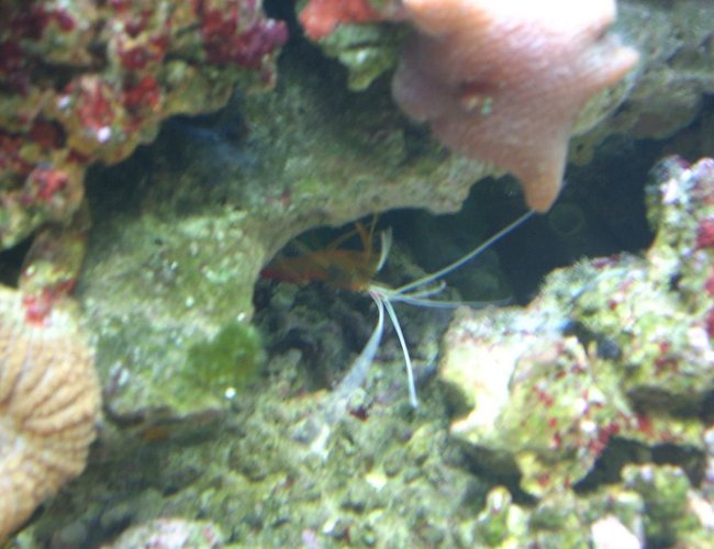 corals inverts - lysmata amboinensis - scarlet skunk cleaner shrimp stocking in 55 gallons tank - Cleaner Shrimp corals inverts - lysmata amboinensis - scarlet skunk cleaner shrimp stocking in 55 gallons tank - Cleaner Shrimp