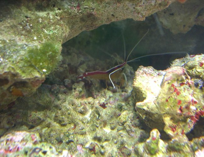 corals inverts - lysmata amboinensis - scarlet skunk cleaner shrimp stocking in 55 gallons tank - Cleaner Shrimp corals inverts - lysmata amboinensis - scarlet skunk cleaner shrimp stocking in 55 gallons tank - Cleaner Shrimp