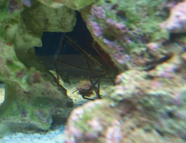 corals inverts - stenorhynchus seticornis - arrow crab stocking in 37 gallons tank - Arrow crab corals inverts - stenorhynchus seticornis - arrow crab stocking in 37 gallons tank - Arrow crab