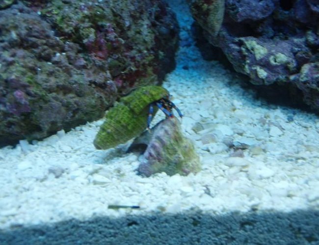 corals inverts - calcinus laevimanus - dwarf zebra hermit crab stocking in 37 gallons tank - Mount everest corals inverts - calcinus laevimanus - dwarf zebra hermit crab stocking in 37 gallons tank - Mount everest