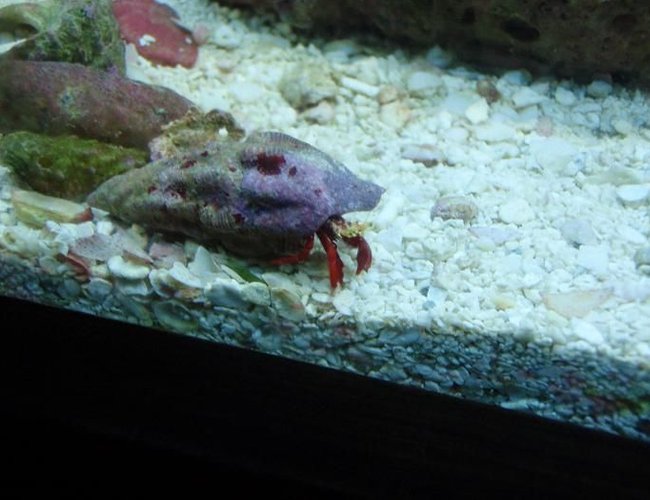 corals inverts - paguristes cadenati - scarlet reef hermit crab stocking in 37 gallons tank - red leg corals inverts - paguristes cadenati - scarlet reef hermit crab stocking in 37 gallons tank - red leg