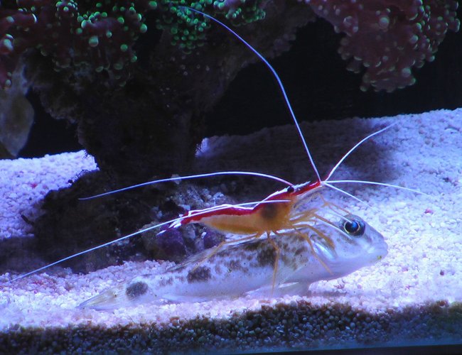 corals inverts - lysmata amboinensis - scarlet skunk cleaner shrimp stocking in 100 gallons tank - Goby and shrimp corals inverts - lysmata amboinensis - scarlet skunk cleaner shrimp stocking in 100 gallons tank - Goby and shrimp