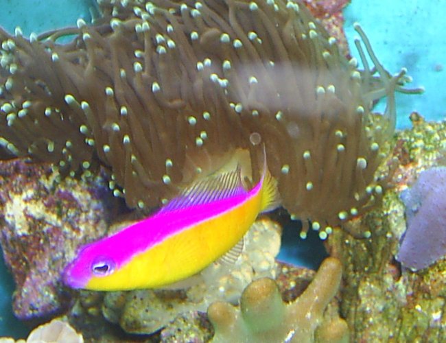 corals inverts - euphyllia glabrescens - torch coral stocking in 30 gallons tank - Torch Coral corals inverts - euphyllia glabrescens - torch coral stocking in 30 gallons tank - Torch Coral