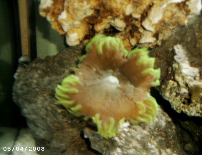 corals inverts - epicystis crucifer - rock flower anemone stocking in 48 gallons tank - Rock anem corals inverts - epicystis crucifer - rock flower anemone stocking in 48 gallons tank - Rock anem
