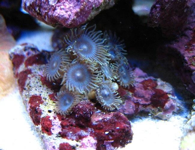 corals inverts - palythoa sp. - blue devil zoanthids stocking in 75 gallons tank - blue palys corals inverts - palythoa sp. - blue devil zoanthids stocking in 75 gallons tank - blue palys