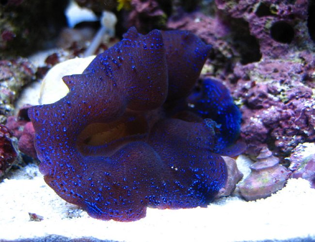 corals inverts - tridacna crocea - crocea clam, second grade stocking in 75 gallons tank - close shot of my crocea clam corals inverts - tridacna crocea - crocea clam, second grade stocking in 75 gallons tank - close shot of my crocea clam
