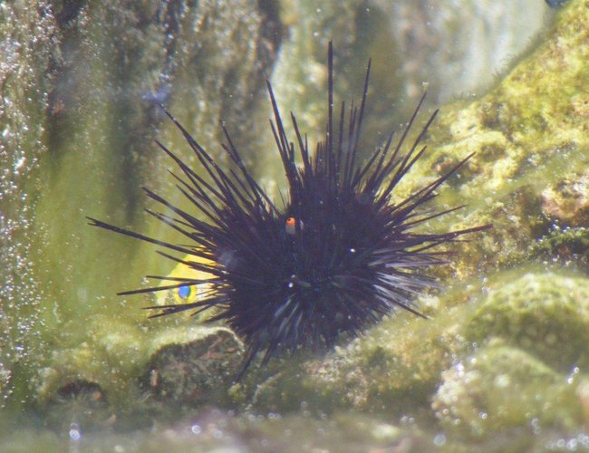corals inverts - diadema setosum - longspine urchin, black stocking in 80 gallons tank - Not something you would like to hug corals inverts - diadema setosum - longspine urchin, black stocking in 80 gallons tank - Not something you would like to hug