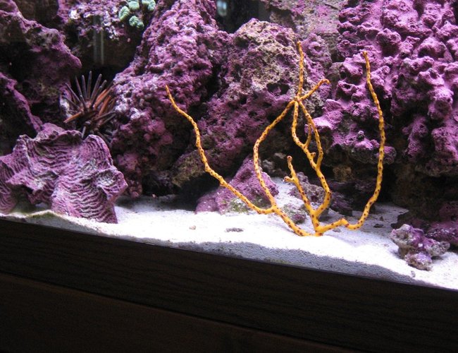 corals inverts - diodogorgia nodulifera - yellow finger gorgonian stocking in 125 gallons tank - Indo-Pacific Sea Urchin & Yellow Sea Fan corals inverts - diodogorgia nodulifera - yellow finger gorgonian stocking in 125 gallons tank - Indo-Pacific Sea Urchin & Yellow Sea Fan