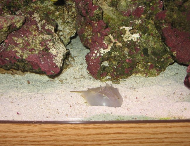 corals inverts - limulus polyphemus - horseshoe crabs stocking in 125 gallons tank - Horseshoe Crab corals inverts - limulus polyphemus - horseshoe crabs stocking in 125 gallons tank - Horseshoe Crab