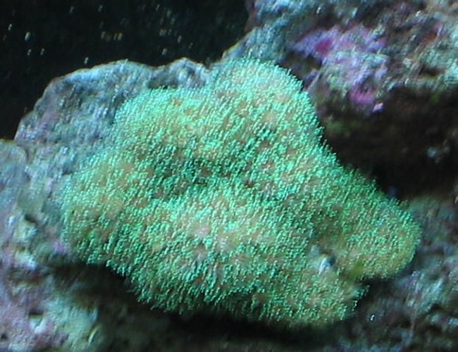 corals inverts - galaxea spp. - tooth coral stocking in 55 gallons tank - My Galaxea Coral corals inverts - galaxea spp. - tooth coral stocking in 55 gallons tank - My Galaxea Coral