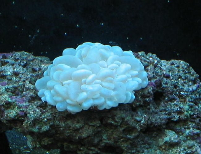 corals inverts - plerogyra sinuosa - bubble coral, white stocking in 55 gallons tank - Bubble Coral, corals inverts - plerogyra sinuosa - bubble coral, white stocking in 55 gallons tank - Bubble Coral,