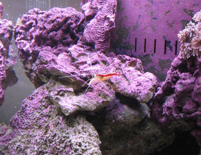 corals inverts - lysmata amboinensis - scarlet skunk cleaner shrimp stocking in 125 gallons tank - Skunk Cleaner II corals inverts - lysmata amboinensis - scarlet skunk cleaner shrimp stocking in 125 gallons tank - Skunk Cleaner II