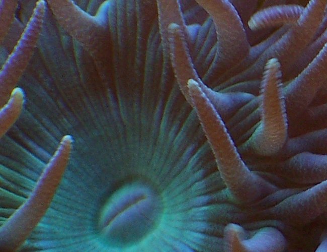 corals inverts - duncanopsammia axifuga - giant green polyp duncan stocking in 38 gallons tank - Duncanopsammia axifuga corals inverts - duncanopsammia axifuga - giant green polyp duncan stocking in 38 gallons tank - Duncanopsammia axifuga