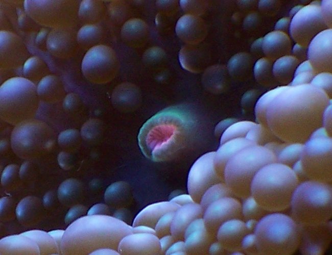 corals inverts - ricordea florida - ricordea mushroom stocking in 38 gallons tank - Ricordea floridia (blue) corals inverts - ricordea florida - ricordea mushroom stocking in 38 gallons tank - Ricordea floridia (blue)