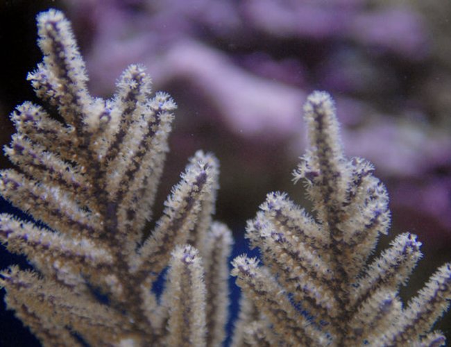 corals inverts - eunicea sp. - purple tree gorgonian stocking in 65 gallons tank - purple gorgonian corals inverts - eunicea sp. - purple tree gorgonian stocking in 65 gallons tank - purple gorgonian