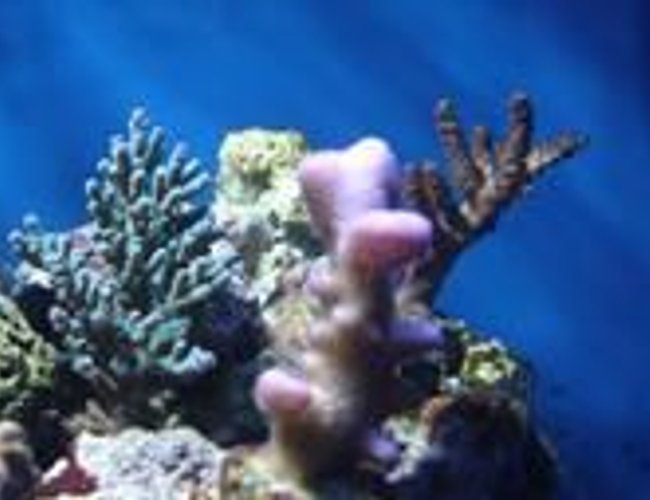 corals inverts - stylophora spp. - stylophora coral stocking in 35 gallons tank - more frags corals inverts - stylophora spp. - stylophora coral stocking in 35 gallons tank - more frags