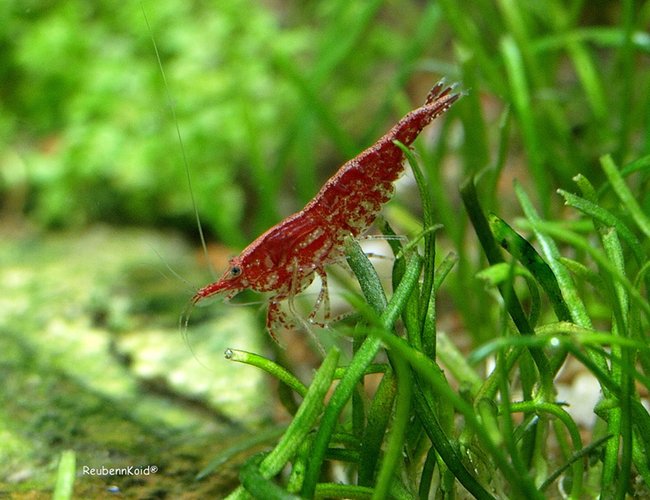 corals inverts - neocaridina denticulata sinensis - red cherry shrimp stocking in 6 gallons tank - Cherry Red corals inverts - neocaridina denticulata sinensis - red cherry shrimp stocking in 6 gallons tank - Cherry Red