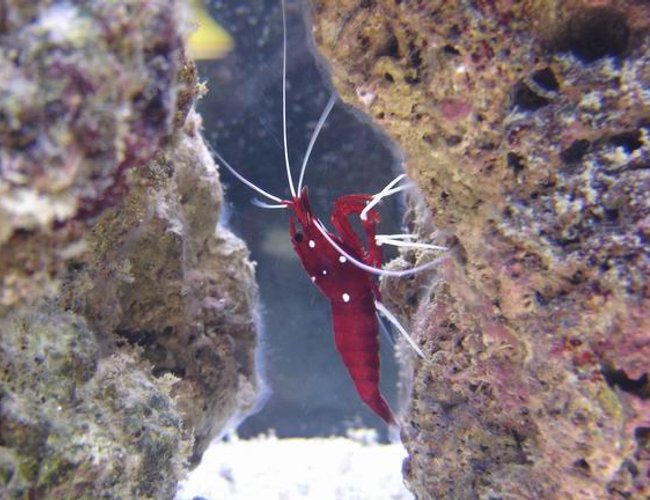 corals inverts - lysmata debelius - blood red fire shrimp stocking in 125 gallons tank - blood red shrimp corals inverts - lysmata debelius - blood red fire shrimp stocking in 125 gallons tank - blood red shrimp