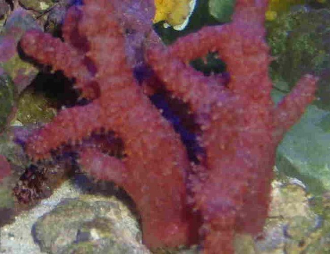corals inverts - nephthyigorgia sp. - chili cactus coral stocking in 55 gallons tank - RED CHILE corals inverts - nephthyigorgia sp. - chili cactus coral stocking in 55 gallons tank - RED CHILE